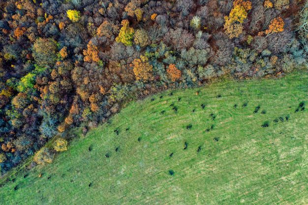 Importanța biodiversității în restaurarea terenurilor 11 Importanța biodiversității în restaurarea terenurilor
